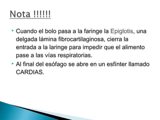  Cuando el bolo pasa a la faringe la Epiglotis, una
delgada lámina fibrocartilaginosa, cierra la
entrada a la laringe para impedir que el alimento
pase a las vías respiratorias.
 Al final del esófago se abre en un esfínter llamado
CARDIAS.
 