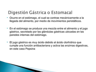  Ocurre en el estómago, el cual se contrae mecánicamente a la
llegada del alimento, por medio de movimientos peristálticos.
 En el estómago se produce una mezcla entre el alimento y el jugo
gástrico, secretado por las glándulas gástricas ubicadas en las
paredes internas del estómago.
 El jugo gástrico es muy ácido debido al ácido clorhídrico que
cumple una función antibacteriana y activa las enzimas digestivas,
en este caso Pepsina
 