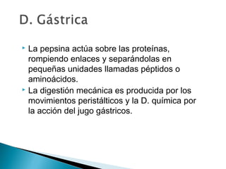  La pepsina actúa sobre las proteínas,
rompiendo enlaces y separándolas en
pequeñas unidades llamadas péptidos o
aminoácidos.
 La digestión mecánica es producida por los
movimientos peristálticos y la D. química por
la acción del jugo gástricos.
 