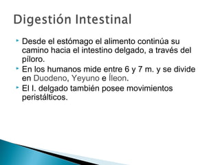  Desde el estómago el alimento continúa su
camino hacia el intestino delgado, a través del
píloro.
 En los humanos mide entre 6 y 7 m. y se divide
en Duodeno, Yeyuno e Íleon.
 El I. delgado también posee movimientos
peristálticos.
 