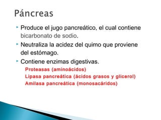  Produce el jugo pancreático, el cual contiene
bicarbonato de sodio.
 Neutraliza la acidez del quimo que proviene
del estómago.
 Contiene enzimas digestivas.
Proteasas (aminoácidos)
Lipasa pancreática (ácidos grasos y glicerol)
Amilasa pancreática (monosacáridos)
 