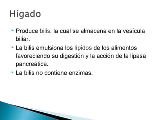  Produce bilis, la cual se almacena en la vesícula
biliar.
 La bilis emulsiona los lípidos de los alimentos
favoreciendo su digestión y la acción de la lipasa
pancreática.
 La bilis no contiene enzimas.
 