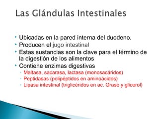  Ubicadas en la pared interna del duodeno.
 Producen el jugo intestinal
 Estas sustancias son la clave para el término de
la digestión de los alimentos
 Contiene enzimas digestivas
◦ Maltasa, sacarasa, lactasa (monosacáridos)
◦ Peptidasas (polipéptidos en aminoácidos)
◦ Lipasa intestinal (triglicéridos en ac. Graso y glicerol)
 