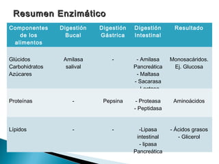 Componentes
de los
alimentos
Digestión
Bucal
Digestión
Gástrica
Digestión
Intestinal
Resultado
Glúcidos
Carbohidratos
Azúcares
Amilasa
salival
- - Amilasa
Pancreática
- Maltasa
- Sacarasa
- Lactasa
Monosacáridos.
Ej. Glucosa
Proteínas - Pepsina - Proteasa
- Peptidasa
Aminoácidos
Lípidos - - -Lipasa
intestinal
- lipasa
Pancreática
- Ácidos grasos
- Glicerol
Resumen EnzimáticoResumen Enzimático
 