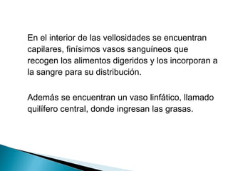 En el interior de las vellosidades se encuentran
capilares, finísimos vasos sanguíneos que
recogen los alimentos digeridos y los incorporan a
la sangre para su distribución.
Además se encuentran un vaso linfático, llamado
quilífero central, donde ingresan las grasas.
 