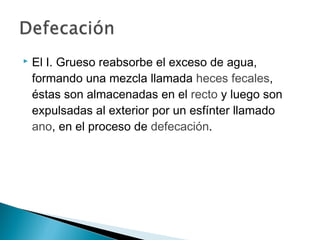  El I. Grueso reabsorbe el exceso de agua,
formando una mezcla llamada heces fecales,
éstas son almacenadas en el recto y luego son
expulsadas al exterior por un esfínter llamado
ano, en el proceso de defecación.
 