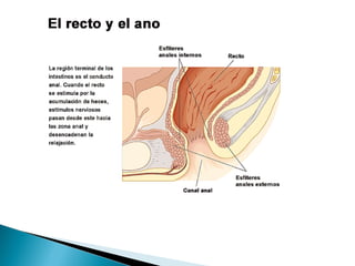Sistema digestivo 8º