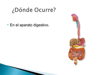  En el aparato digestivo.
 