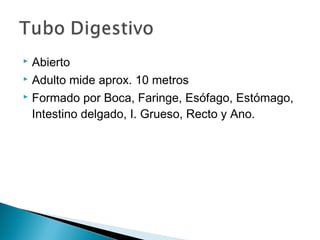  Abierto
 Adulto mide aprox. 10 metros
 Formado por Boca, Faringe, Esófago, Estómago,
Intestino delgado, I. Grueso, Recto y Ano.
 