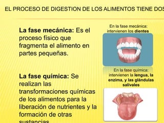 La fase mecánica: Es el
proceso físico que
fragmenta el alimento en
partes pequeñas.
La fase química: Se
realizan las
transformaciones químicas
de los alimentos para la
liberación de nutrientes y la
formación de otras
EL PROCESO DE DIGESTION DE LOS ALIMENTOS TIENE DOS
En la fase mecánica:
intervienen los dientes
En la fase química:
intervienen la lengua, la
enzima, y las glándulas
salivales
 