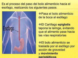 Es el proceso del paso del bolo alimenticio hacia el
esofago, realizando los siguientes pasos:
Pasa el bolo alimenticio
de la boca al esófago
El Cartílago epiglotis
tapona la laringe, evitando
que el alimento pase hacia
las vías respiratorias
El bolo alimenticio se
traslada por el esófago por
acción de gravedad
y movimiento
peristálticos
 