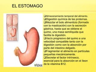 Almacenamiento temporal del alimento.
Digestión química de las proteínas.
Mezclar el bolo alimenticio (formado
con la masticación) con la secreción
gástrica, hasta que se obtiene el
quimo, una masa semilíquida que
facilita la digestión.
Vacío progresivo del quimo a una
velocidad compatible tanto con la
digestión como con la absorción por
parte del intestino delgado.
Fragmentar el alimento en partículas
pequeñas mecánicamente.
Secretar el factor intrínseco,
esencial para la absorción en el íleon
de la vitamina B12.
EL ESTOMAGO
 