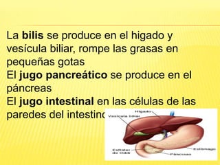 La bilis se produce en el higado y
vesícula biliar, rompe las grasas en
pequeñas gotas
El jugo pancreático se produce en el
páncreas
El jugo intestinal en las células de las
paredes del intestino
 