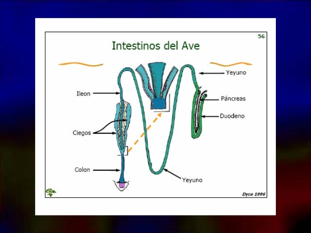 Parte Final Del Intestino De Las Aves