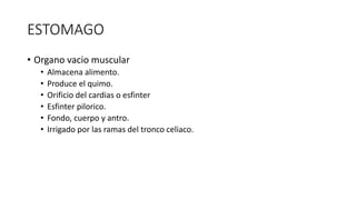 ESTOMAGO
• Organo vacio muscular
• Almacena alimento.
• Produce el quimo.
• Orificio del cardias o esfinter
• Esfinter pilorico.
• Fondo, cuerpo y antro.
• Irrigado por las ramas del tronco celiaco.
 
