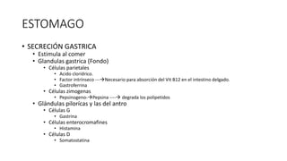 ESTOMAGO
• SECRECIÓN GASTRICA
• Estimula al comer
• Glandulas gastrica (Fondo)
• Células parietales
• Acido cloridrico.
• Factor intrínseco ---Necesario para absorción del Vit B12 en el intestino delgado.
• Gastroferrina
• Células zimogenas
• Pepsinogeno-Pepsina ---- degrada los polipetidos
• Glándulas pilorícas y las del antro
• Células G
• Gastrina
• Células enterocromafines
• Histamina
• Células D
• Somatostatina
 