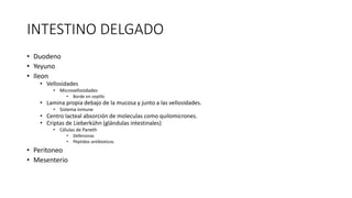 INTESTINO DELGADO
• Duodeno
• Yeyuno
• Ileon
• Vellosidades
• Microvellosidades
• Borde en cepillo
• Lamina propia debajo de la mucosa y junto a las vellosidades.
• Sistema inmune
• Centro lacteal absorción de moleculas como quilomicrones.
• Criptas de Lieberkühn (glándulas intestinales)
• Células de Paneth
• Defensinas
• Péptidos antibioticos.
• Peritoneo
• Mesenterio
 