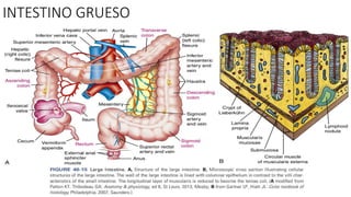 INTESTINO GRUESO
 