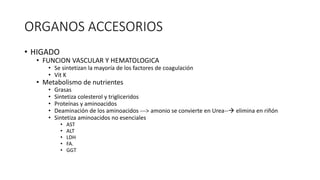ORGANOS ACCESORIOS
• HIGADO
• FUNCION VASCULAR Y HEMATOLOGICA
• Se sintetizan la mayoría de los factores de coagulación
• Vit K
• Metabolismo de nutrientes
• Grasas
• Sintetiza colesterol y trigliceridos
• Proteínas y aminoacidos
• Deaminación de los aminoacidos ---> amonio se convierte en Urea-- elimina en riñón
• Sintetiza aminoacidos no esenciales
• AST
• ALT
• LDH
• FA.
• GGT
 