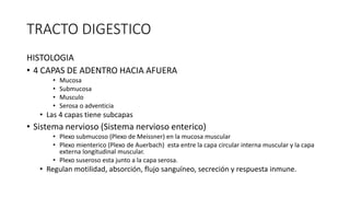 TRACTO DIGESTICO
HISTOLOGIA
• 4 CAPAS DE ADENTRO HACIA AFUERA
• Mucosa
• Submucosa
• Musculo
• Serosa o adventicia
• Las 4 capas tiene subcapas
• Sistema nervioso (Sistema nervioso enterico)
• Plexo submucoso (Plexo de Meissner) en la mucosa muscular
• Plexo mienterico (Plexo de Auerbach) esta entre la capa circular interna muscular y la capa
externa longitudinal muscular.
• Plexo suseroso esta junto a la capa serosa.
• Regulan motilidad, absorción, flujo sanguíneo, secreción y respuesta inmune.
 