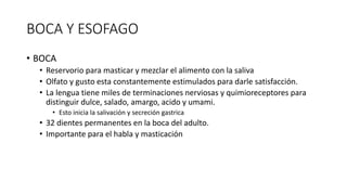 BOCA Y ESOFAGO
• BOCA
• Reservorio para masticar y mezclar el alimento con la saliva
• Olfato y gusto esta constantemente estimulados para darle satisfacción.
• La lengua tiene miles de terminaciones nerviosas y quimioreceptores para
distinguir dulce, salado, amargo, acido y umami.
• Esto inicia la salivación y secreción gastrica
• 32 dientes permanentes en la boca del adulto.
• Importante para el habla y masticación
 