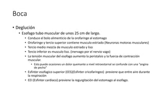 Boca
• Deglución
• Esofago tubo muscular de unos 25 cm de largo.
• Conduce el bolo alimenticio de la orofaringe al estomago
• Orofaringe y tercio superior contiene musculo estriado (Neuronas motoras musculares)
• Tercio medio mezcla de musculo estriado y liso
• Tercio inferior es musculo liso. (inervago por el nervio vago)
• La tensión muscular del esofago aumento la peristalsis y la fuerza de contracción
muscular.
• Esto puede ocasiones un dolor quemante a nivel retroestarnal se confunde con una “angina
de pecho”
• Esfinter esofagico superior (EES)(Esfinter cricofaringeo) previene que entre aire durante
la respiración
• EEI (Esfinter cardiaco) previene la regurgitación del estomago al esofago.
 