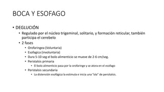 BOCA Y ESOFAGO
• DEGLUCIÓN
• Regulado por el núcleo trigeminal, solitario, y formación reticular, también
participa el cerebelo
• 2 fases
• Orofaringea (Voluntaria)
• Esofagica (involuntaria)
• Dura 5-10 seg el bolo alimenticio se mueve de 2-6 cm/seg.
• Peristalsis primaria
• El bolo alimenticio pasa por la orofaringe y se atora en el esofago
• Peristalsis secundaria
• La distensión esofágica la estimula e inicia una ”ola” de persitalsis.
 
