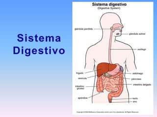 Sistema 
Digestivo 
 