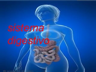 sistema
digestivo
 