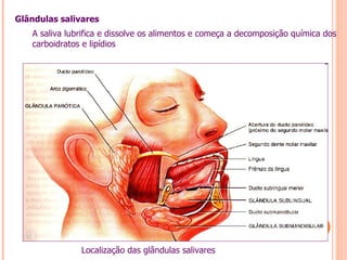 Glândulas salivares
   A saliva lubrifica e dissolve os alimentos e começa a decomposição química dos
   carboidratos e lipídios




               Localização das glândulas salivares
 