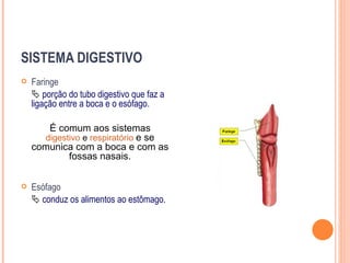 SISTEMA DIGESTIVO
   Faringe
     porção do tubo digestivo que faz a
    ligação entre a boca e o esófago.

       É comum aos sistemas
      digestivo e respiratório e se
    comunica com a boca e com as
            fossas nasais.


   Esófago
     conduz os alimentos ao estômago.
 