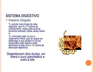 SISTEMA DIGESTIVO
 Intestino   Delgado
   porção mais longa do tubo
  digestivo, tem 6 a 7 metros de
  comprimento, razão pela qual se
  encontra dobrado várias vezes sobre
  si.
   é formado pelo duodeno
  (segmento inicial, que se segue ao
  estômago e que recebe os sucos
  produzidos pelo fígado e pelo
  pâncreas) e pelo jejuno-ílio (zona de
  absorção digestiva).

Desembocam dois ductos: um
  libera o suco pancreático e
           outro a bile
 