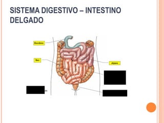 SISTEMA DIGESTIVO – INTESTINO
DELGADO
 