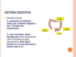 SISTEMA DIGESTIVO
   Intestino Grosso
     apresenta um diâmetro
    maior que o intestino delgado e
    tem 1,5 metros de
    comprimento.

     não é enrolado, sendo
    formado pelo cólon ascendente,
    cólon transverso e cólon
    descendente. Este último
    termina no reto que abre para o
    exterior pelo ânus.
 
