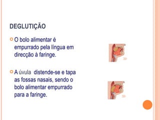 DEGLUTIÇÃO
O   bolo alimentar é
  empurrado pela língua em
  direcção à faringe.

 A úvula  distende-se e tapa
  as fossas nasais, sendo o
  bolo alimentar empurrado
  para a faringe.
 