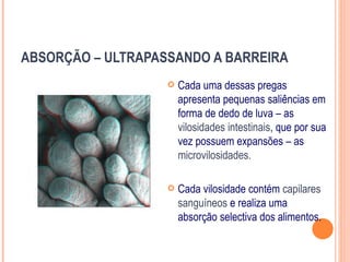ABSORÇÃO – ULTRAPASSANDO A BARREIRA
                      Cada uma dessas pregas
                       apresenta pequenas saliências em
                       forma de dedo de luva – as
                       vilosidades intestinais, que por sua
                       vez possuem expansões – as
                       microvilosidades.

                      Cada vilosidade contém capilares
                       sanguíneos e realiza uma
                       absorção selectiva dos alimentos.
 
