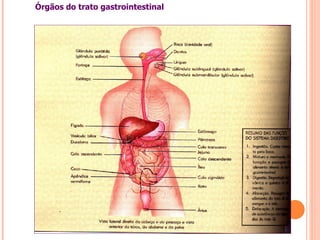 Órgãos do trato gastrointestinal
 