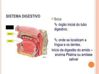SISTEMA DIGESTIVO
                     Boca

                      órgão inicial do tubo
                     digestivo;

                       onde se localizam a
                      língua e os dentes.
                    Início da digestão do amido –
                       enzima Ptialina ou amilase
                                 salivar
 