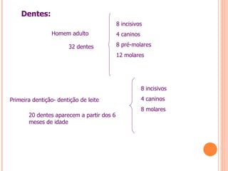 Dentes:
                                           8 incisivos
                Homem adulto               4 caninos

                       32 dentes           8 pré-molares
                                           12 molares




                                                       8 incisivos

Primeira dentição- dentição de leite                   4 caninos
                                                       8 molares
       20 dentes aparecem a partir dos 6
       meses de idade
 