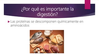 ¿Por qué es importante la
digestión?
 Las proteínas se descomponen químicamente en
aminoácidos
 