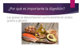 ¿Por qué es importante la digestión?
Las grasas se descomponen químicamente en ácidos
grasos y glicerol
 