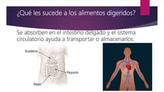 ¿Qué les sucede a los alimentos digeridos?
Se absorben en el intestino delgado y el sistema
circulatorio ayuda a transportar o almacenarlos.
 