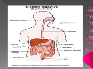 Sistema digestivo clase de 6to.