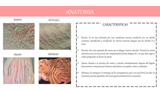 ANATOMIA
• Rumen: Es un saco formado por una membrana mucosa recubierta por un epitelio
escamoso, estratificado y cornific...