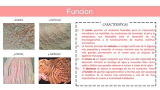 Funcion
1. El rumen permite un ambiente favorable para el crecimiento
microbiano. La motilidad, las condiciones de humedad...
