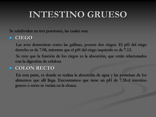 INTESTINO GRUESO
Se subdividen en tres porciones, las cuales son:
 CIEGO
Las aves domesticas como las gallinas, poseen dos ciegos. El pH del ciego
derecho es de 7.08, mientras que el pH del ciego izquierdo es de 7.12.
Se cree que la función de los ciegos es la absorción, que están relacionados
con la digestión de celulosa
 COLON RECTO
En esta parte, es donde se realiza la absorción de agua y las proteínas de los
alimentos que allí llega. Encontramos que tiene un pH de 7.38.el intestino
grueso o recto se vacían en la cloaca.
 