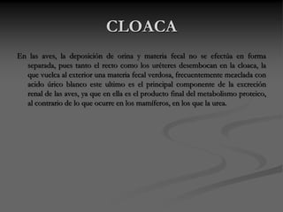 CLOACA
En las aves, la deposición de orina y materia fecal no se efectúa en forma
separada, pues tanto el recto como los uréteres desembocan en la cloaca, la
que vuelca al exterior una materia fecal verdosa, frecuentemente mezclada con
acido úrico blanco este ultimo es el principal componente de la excreción
renal de las aves, ya que en ella es el producto final del metabolismo proteico,
al contrario de lo que ocurre en los mamíferos, en los que la urea.
 