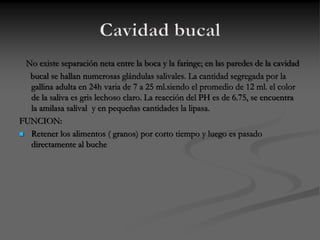No existe separación neta entre la boca y la faringe; en las paredes de la cavidad
bucal se hallan numerosas glándulas salivales. La cantidad segregada por la
gallina adulta en 24h varia de 7 a 25 ml.siendo el promedio de 12 ml. el color
de la saliva es gris lechoso claro. La reacción del PH es de 6.75, se encuentra
la amilasa salival y en pequeñas cantidades la lipasa.
FUNCION:
 Retener los alimentos ( granos) por corto tiempo y luego es pasado
directamente al buche
 