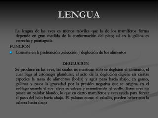 LENGUA
La lengua de las aves es menos móviles que la de los mamíferos forma
depende en gran medida de la conformación del pico; así en la gallina es
estrecha y puntiaguda
FUNCION
 Consiste en la prehención ,selección y deglución de los alimentos
DEGLUCION
Se produce en las aves, las cuales no mastican solo se degluten el alimento, el
cual llega al estomago glandular; el acto de la deglución digiere en ciertas
especies la masa de alimentos (bolus) y agua pasa hacia abajo, en ganso,
gallinas y patos la gravedad por la presión negativa que se origina en el
esófago cuando el ave eleva su cabeza y extendiendo el cuello. Estas aves no
posee un paladar blando, lo que en cierto mamíferos y aves ayuda para forzar
el paso del bolo hacia abajo. El palomo como el caballo, pueden beber con la
cabeza hacia abajo
 