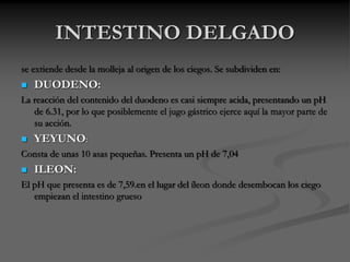 INTESTINO DELGADO
se extiende desde la molleja al origen de los ciegos. Se subdividen en:
 DUODENO:
La reacción del contenido del duodeno es casi siempre acida, presentando un pH
de 6.31, por lo que posiblemente el jugo gástrico ejerce aquí la mayor parte de
su acción.
 YEYUNO:
Consta de unas 10 asas pequeñas. Presenta un pH de 7,04
 ILEON:
El pH que presenta es de 7,59.en el lugar del íleon donde desembocan los ciego
empiezan el intestino grueso
 